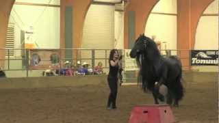 FRIESIAN STALLION UNBELIEVABLE Frederik the Great [upl. by Cyprio405]