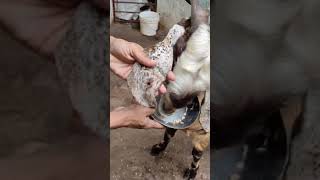 Mashallah♥️ nayab ajmer 6dath 60kg for sale paalne wali chijshortsvideoutubevideobakrgoatbakri [upl. by Sackey]