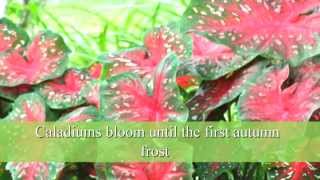 How to Plant Caladium Bulbs [upl. by Annahc]