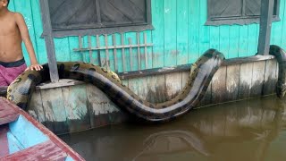 12 ANACONDAS GIGANTES CAPTADAS EN BRASIL parte 2 [upl. by Suravat]