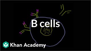 B lymphocytes B cells  Immune system physiology  NCLEXRN  Khan Academy [upl. by Adis30]