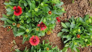 Plant Spotlight GaillardiaBlanket Flower Beautiful and perfect or the front of a garden bed [upl. by Yvel33]