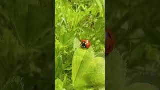 Божья коровка Coccinellidae крупным планом  Жуксолнышко под весеннее пение птиц [upl. by Pierson]