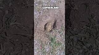 Gophers have underground tunnelsgophergopherscanadiandanimalschilenosencanadaalbertayyc [upl. by Garwin905]