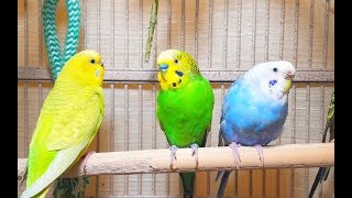 Pleasant American Parakeets Chirping Singing and Playing 4Hr of relaxation [upl. by Nabois971]