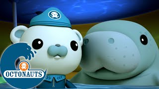 Octonauts  Sauvetage de lamantin  Dessins animés pour enfants [upl. by Nilkoorb]