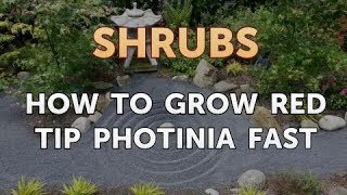 How to Grow Red Tip Photinia Fast [upl. by Persas199]