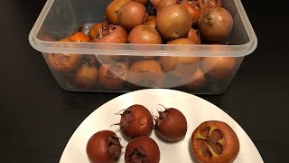 Medlar fruits harvested 3rd December tasting a fresh ‘ripe’ fruit and what I plan to do with them [upl. by Esmerelda416]