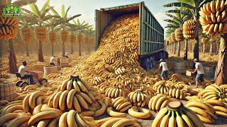 Bananas Mega Factory Processing Millions of Bananas Using Modern Technology [upl. by Ecnarf958]