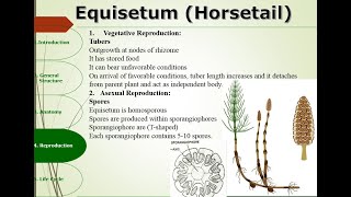 Equisetum  Reproduction  Vegetative Asexual and Sexual  Ecological Importance [upl. by Mikah]