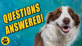 Things You Should Know about Border Collies [upl. by Stout167]