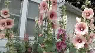 Hollyhocks are Hocking [upl. by Leede]