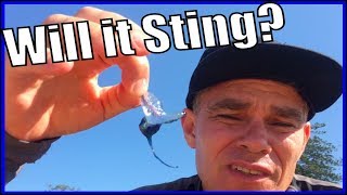 How painful is a Blue Bottle Sting Portuguese Man Of War Sting [upl. by Lipsey]