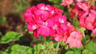 How to Grow Geraniums from Seed [upl. by Carling983]