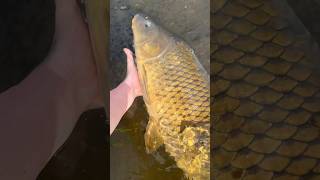 Monster CARP [upl. by Anitselec]