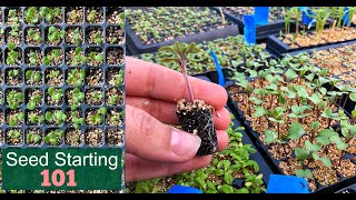 Seed Starting 101  How We Start Seeds  Germinating Seeds Fast  Detailed Lesson  Garden Farm [upl. by Oralle]