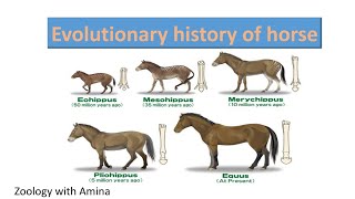 Evolutionary history of horse  ZoologywithAmina [upl. by Haily]