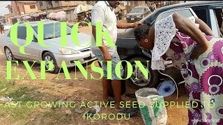 QUICK EXPANSION  FAST GROWING SEEDS SUPPLIED TO IKORODU agriculture farming fish catfish [upl. by Sadler]