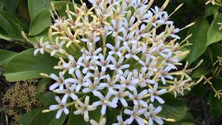 Beautiful white flowers  River Tarenna [upl. by Quintus115]