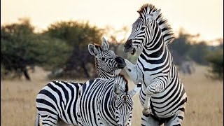 Zebras Three Different Species of Zebra Equidae Plains Zebra Grevys and Mountain Zebra Part 1 [upl. by Ased575]