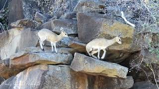 Klipspringer on the rocks [upl. by Nuy]