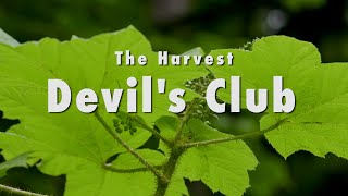 The Harvest Devils Club [upl. by Akirdnahs262]