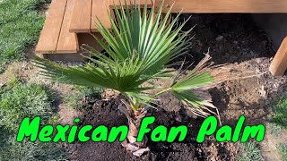 Planted RootBound Mexican Fan Palm Washingtonia robusta [upl. by February]