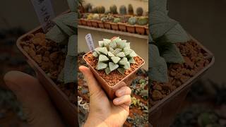 Haworthia picta hybrida haworthia suculentas plantas [upl. by Secunda]