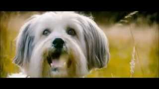 PUDSEY THE DOG THE MOVIE  Official Film Trailer 2014 [upl. by Tiphane956]