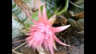 Dividing a large clump of Aechmea Fasciata Bromeliadand Potting [upl. by Nic]