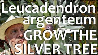 How to Grow Plant and Care for the Silver Tree Leucadendron argentuem [upl. by Alexa261]