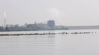 91924 the Alpena coming into Alpena michigan on a hazy sunny morning going to the holcim dock [upl. by Stepha132]