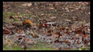 Brambling Lynford Arboretum Norfolk 1124 [upl. by Hajan]