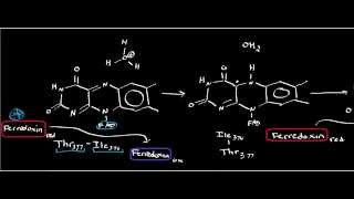 Biochemistry  FerredoxinNADP Oxidoreductase Photosynthesis Part 66 [upl. by Brine]