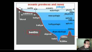 Ocean Life Part 1 Types amp Regions [upl. by Annahsor]