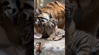 tiger 🐯 cube with mom। tigee animals zoo cat cute foryou kitten tigercub kitty [upl. by Giulio]