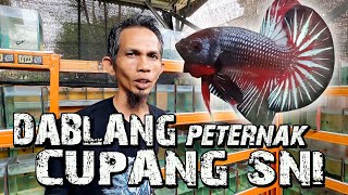 PETRENAK CUPANG SNI DI CILEDUG TANGERANG  bang DABLANG [upl. by Ballard]