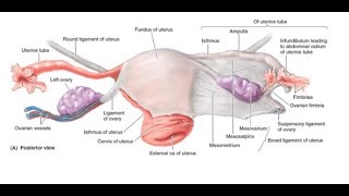 Ovary Gross Anatomy [upl. by Alys]