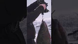 halibut 17 kg on surfcasting norwegia fishing wędkarstwo [upl. by Shafer]