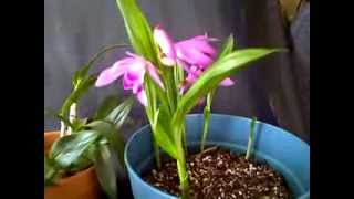 Orchids Liparis Grossa and Bletilla Striata in Bloom [upl. by Nilyac867]