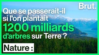 Reforestation massive  la solution pour limiter le réchauffement climatique [upl. by Elum]