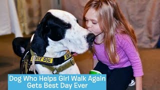 George the Great Dane Service Dog  DOGs BEST DAY [upl. by Sylas]