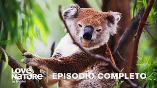 Marsupiales en PELIGRO 🦘 ⚠️ Puntos Críticos La Última Esperanza 🗾 Ep2 🍃 Love Nature [upl. by Anibas35]