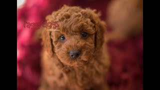 Cavoodle Puppies Barking amp Playing 6 Weeks old  Funny amp Cute [upl. by Durr]