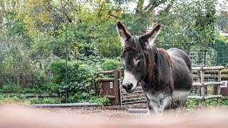 Inside Spitalfields City Farm [upl. by Noned]