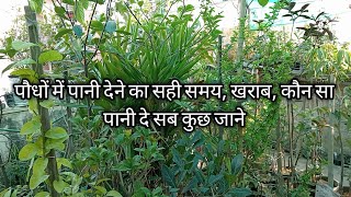 पौधों में पानी देने का सही समय खराब समय कौन सा पानी दे सब कुछ जाने इस विडिओ में [upl. by Lletnahc658]