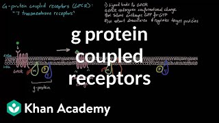 G Protein Coupled Receptors  Nervous system physiology  NCLEXRN  Khan Academy [upl. by Aynwad]