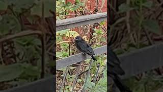 Black sparrow sparrowkidmovement alonenature birdsounds park [upl. by Lebam]