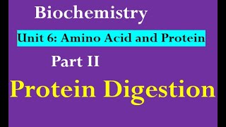 Protein Digestion [upl. by Netaf]