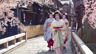 Geisha Walk in Gion Shirakawa of Kyoto  Sakura  春の京都、祇園白川・巽橋の桜と外国人観光客と舞妓さん、海外の反応 [upl. by Fronia782]